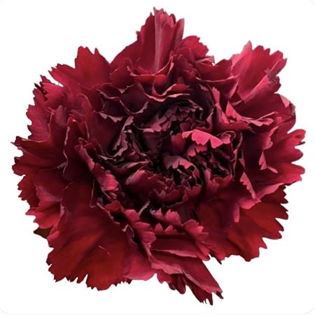 Dianthus St Duero 60cm