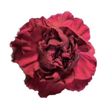 Dianthus St Crimson Tempo 70cm