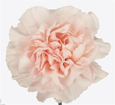 Di St Grazia 50cm